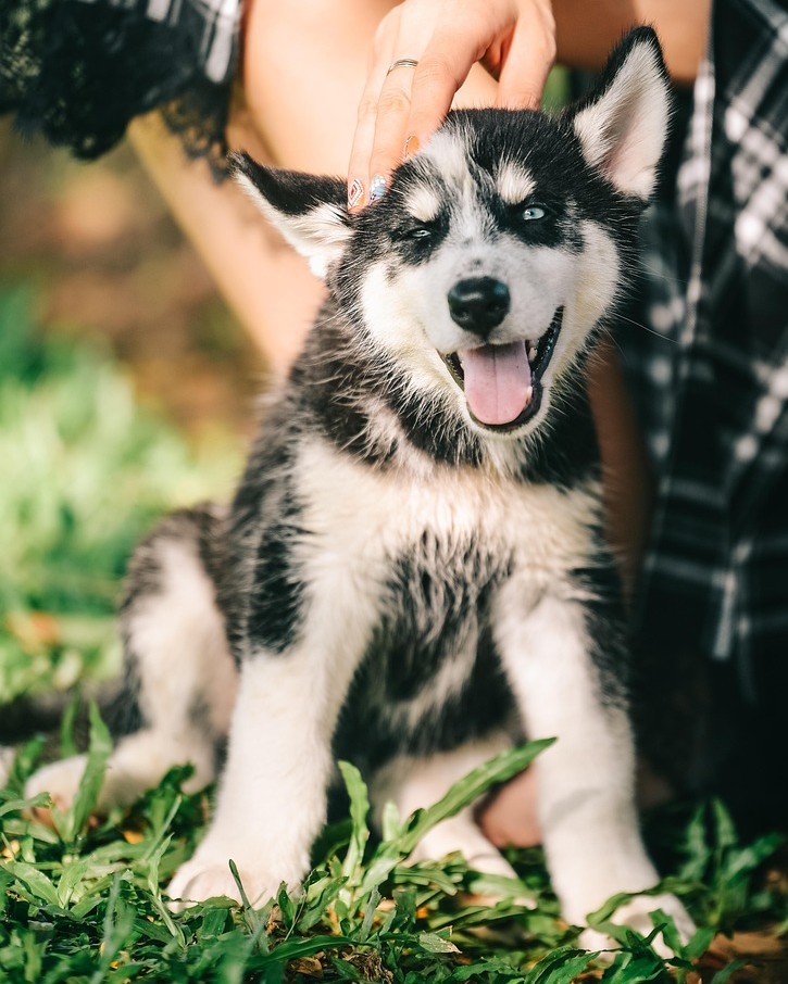 Dog picture