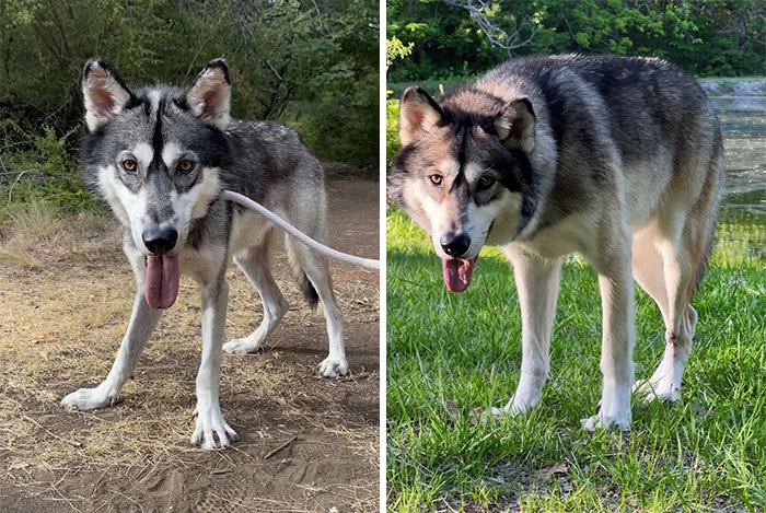 Kenai before/after picture