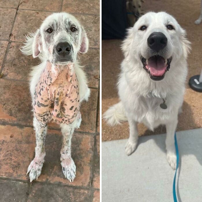 Kodiak before/after picture